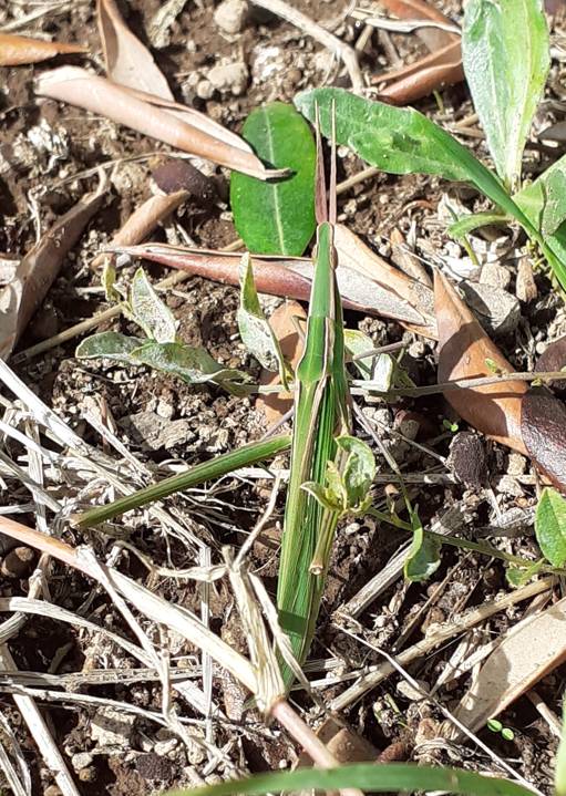 Acrida ungarica mediterranea?  S !